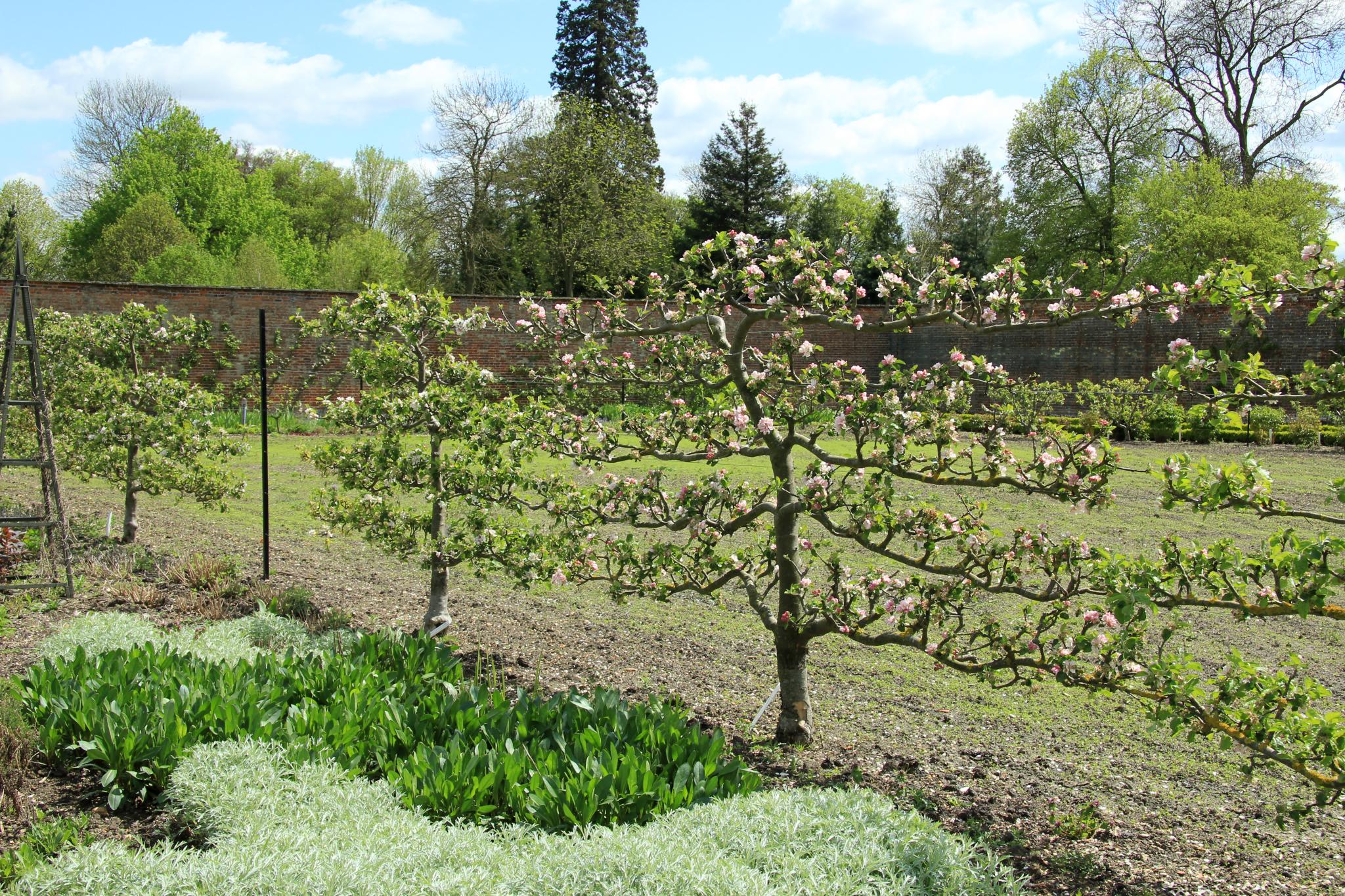 L'art de l'espalier fruitier au service de la biodiversité