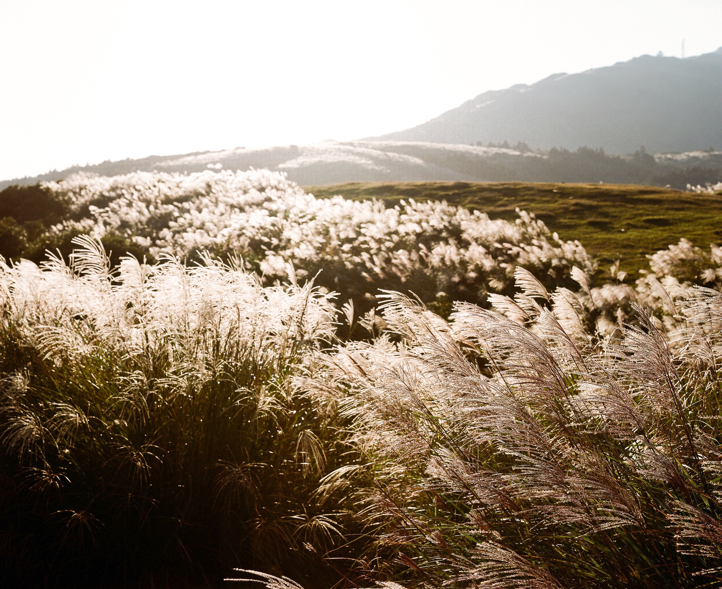 Le miscanthus, une plante graminée peut - elle engendrée une filière de production de matériaux ?