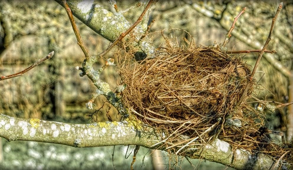 Comment concevoir en bois de manière écoresponsable ?