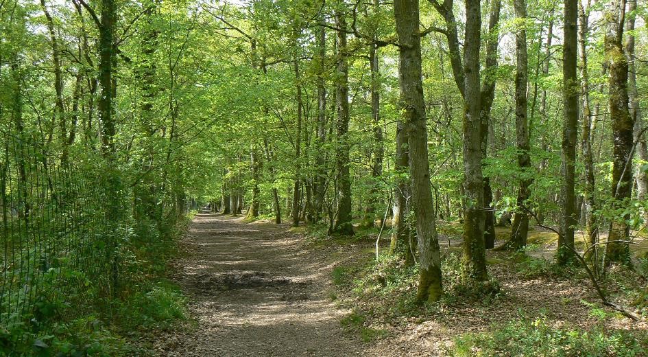 Le Plan France relance pour la forêt.
