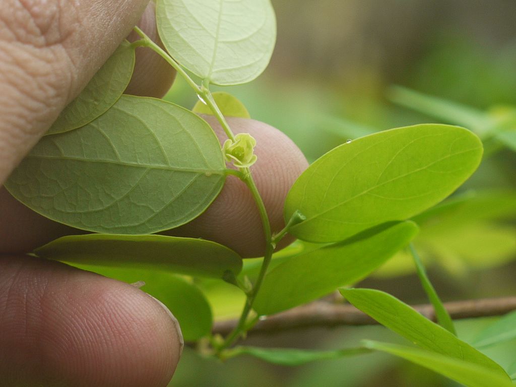 Mise à jour réglementaire des plantes invasives