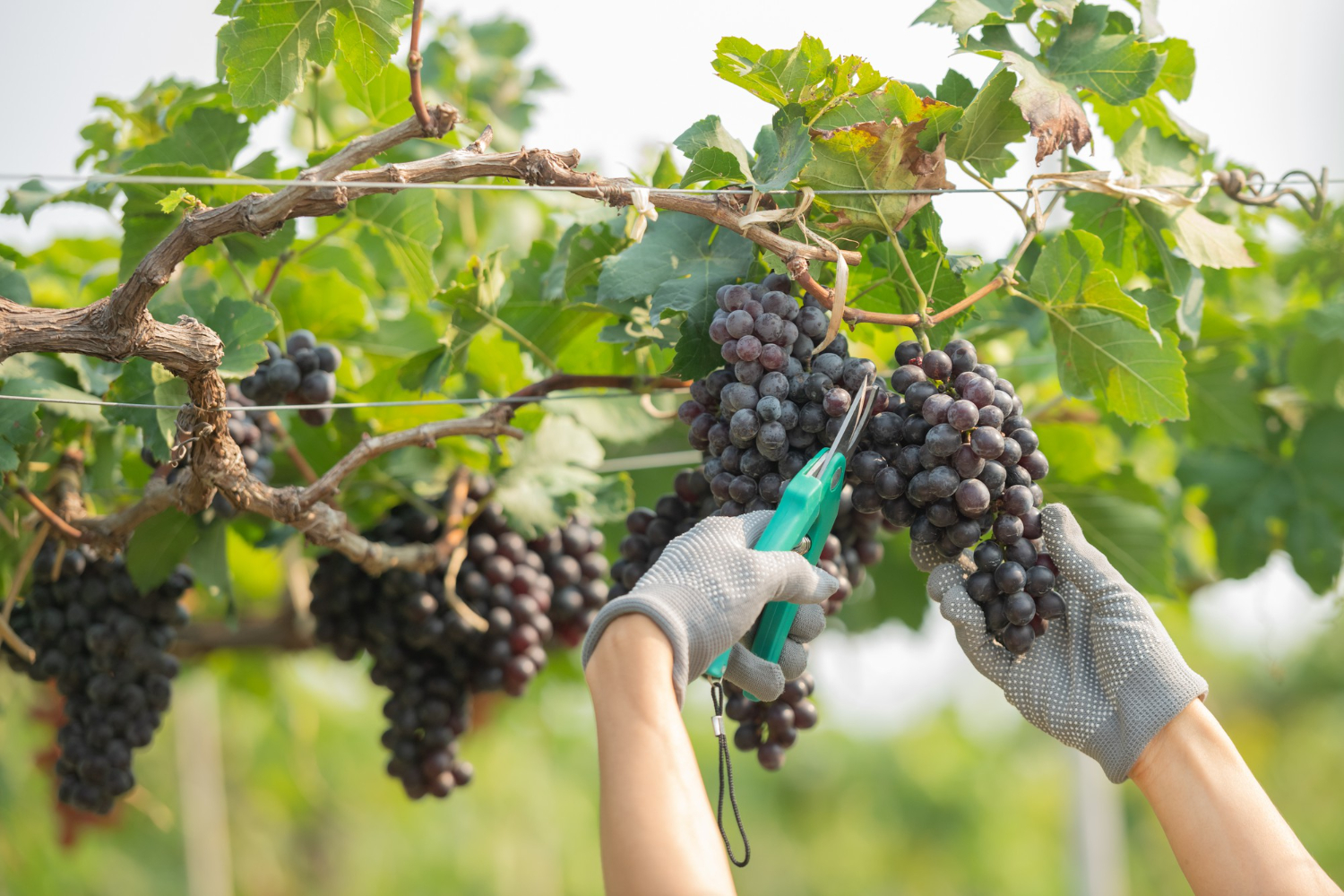 Vignerons : transmettre un métier grâce à l'oenotourisme