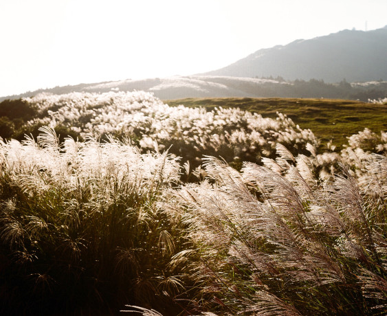 Le miscanthus, une plante graminée peut - elle engendrée une filière de production de matériaux ?