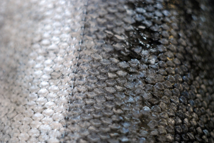 Focus sur le cuir marin